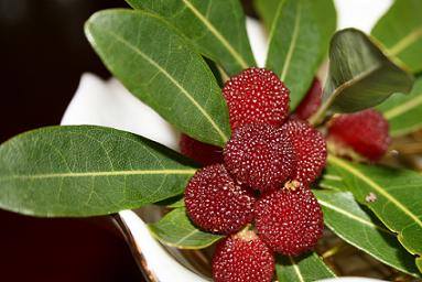 坐漁莊六月限定：山桃自然之賞，邀您共賞靈木之美