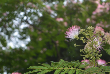 合歡樹下的搖籃曲