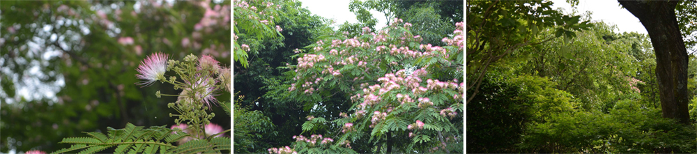 合歡樹下的搖籃曲