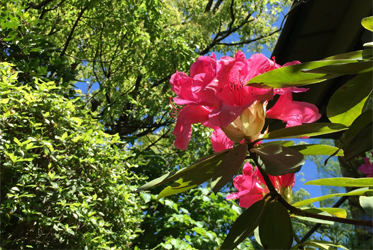 花開時節，心情也跟著綻放