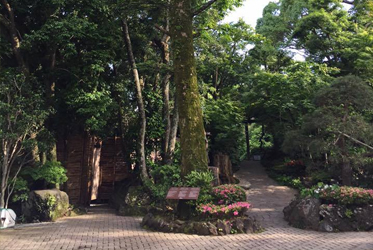 人與自然的溫暖連結：坐漁莊的感恩樹傳奇