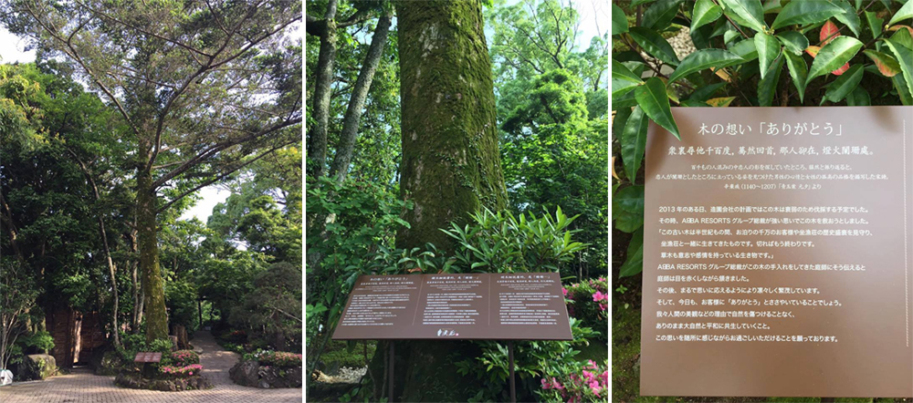 人與自然的溫暖連結：坐漁莊的感恩樹傳奇