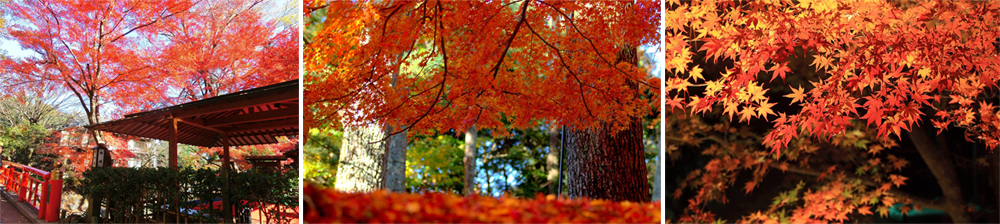 伊豆秋楓：修善寺和服漫步，沉浸文學之美