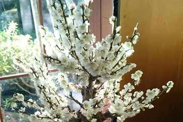 寒梅初綻：伊豆春日的第一抹驚喜