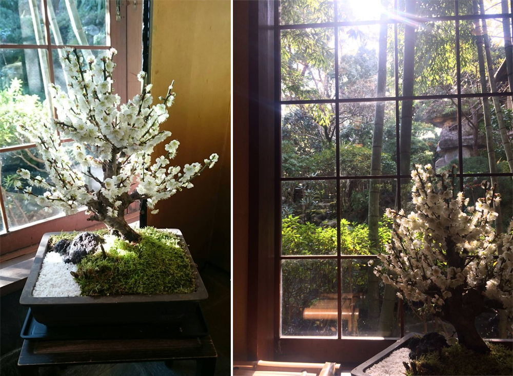 寒梅初綻：伊豆春日的第一抹驚喜