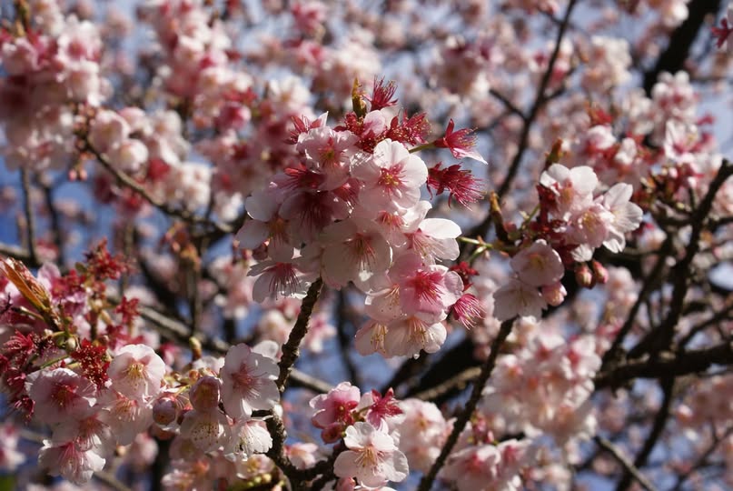 櫻花綻放的春日暖夢