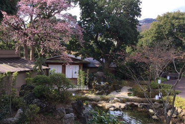 坐漁莊的櫻花正迎春