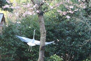 新春，坐漁莊也迎來新嬌客