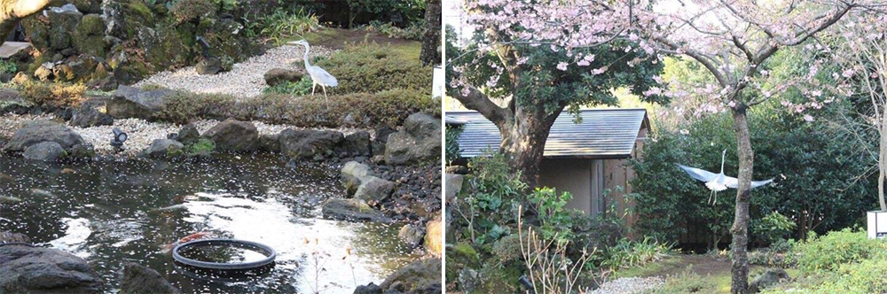 新春，坐漁莊也迎來新嬌客