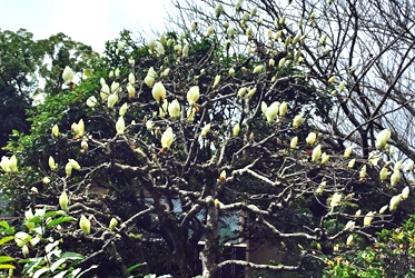 【坐漁莊風情畫─白木蓮】