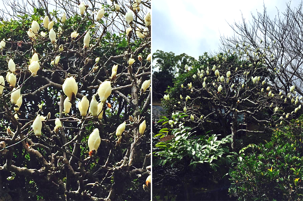 坐漁莊風情畫─白木蓮