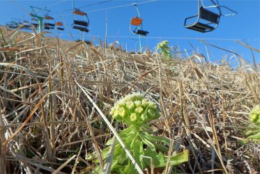 春神來了怎知道？