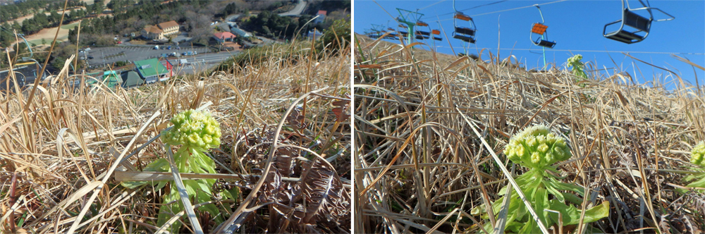 春神來了怎知道？