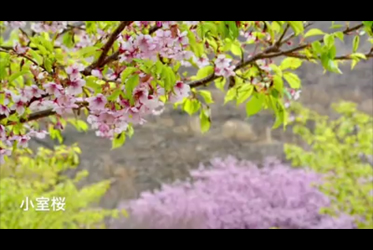 【有個伊豆，在水一方】