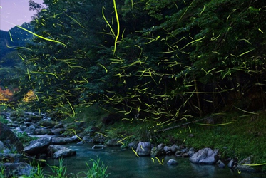 【日本放閃趣！東伊豆螢火蟲季】