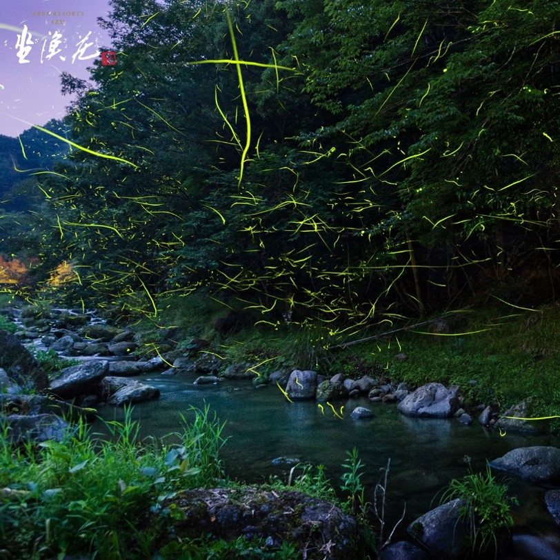 日本放閃趣！東伊豆螢火蟲季
