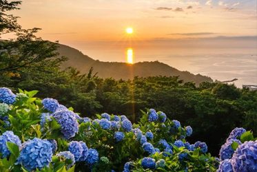 【季節限定：繡球花祭，有吃、有玩】