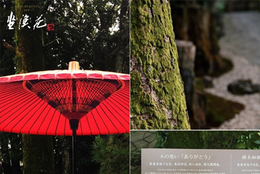 【令日本欽佩的台灣情義，順應大自然療癒之力】