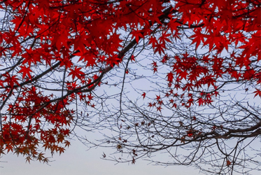 【賞楓，是種心境，就該走入祕境】