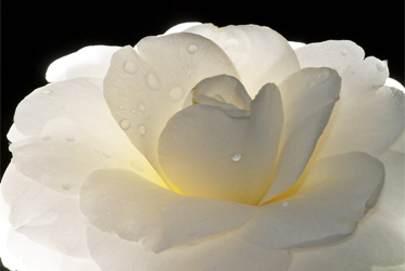 【耐得冬寒，必有暗香】