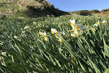下田爪木崎公園 水仙花
