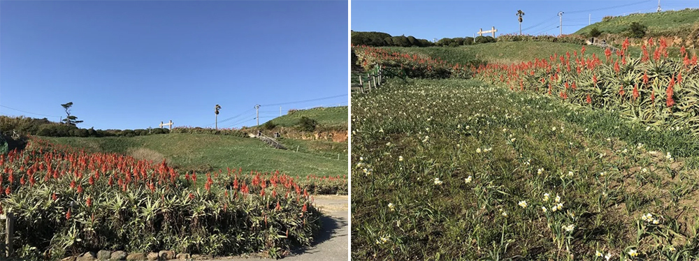 下田爪木崎公園 水仙花