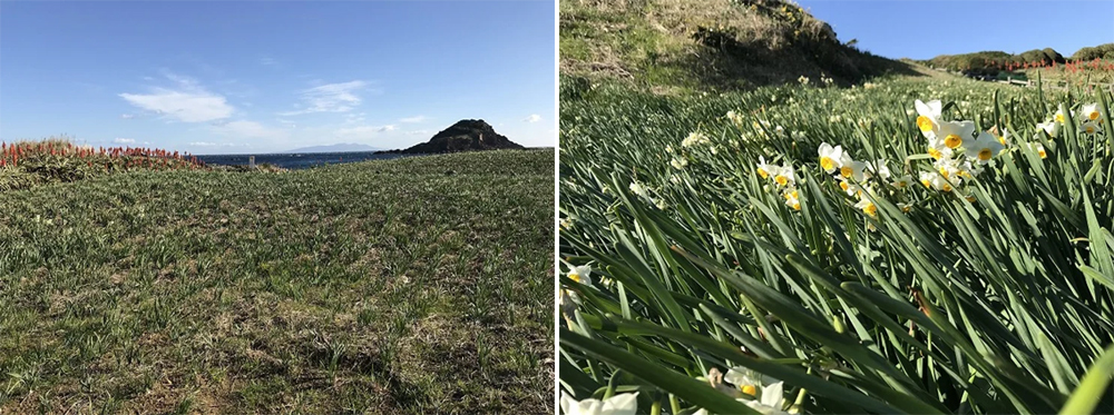 下田爪木崎公園 水仙花