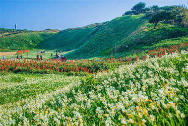 瓜木崎公園開花實況
