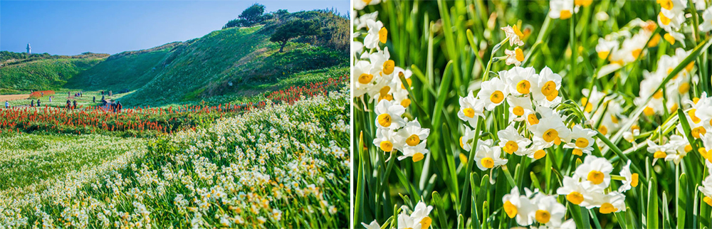 瓜木崎公園開花實況