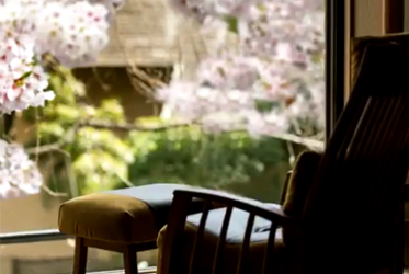 【品茗閑坐，賞櫻的最佳姿態】