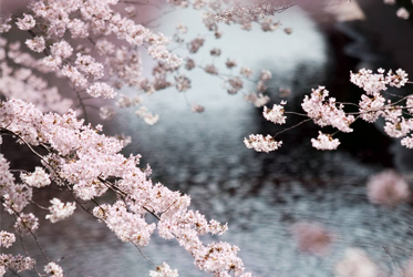 【日本賞櫻之行，當然就到「櫻花の里」】