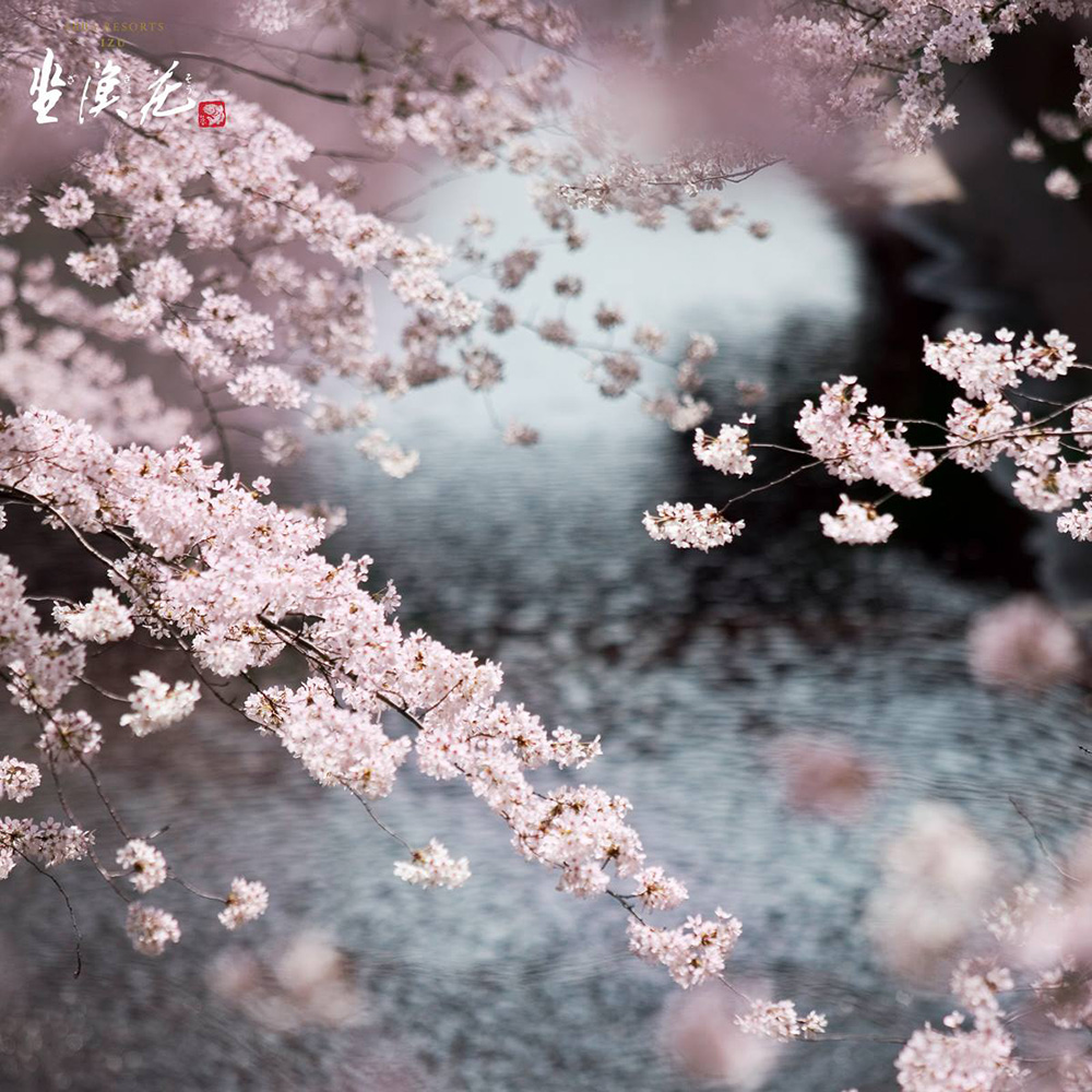 日本賞櫻之行，當然就到「櫻花の里」