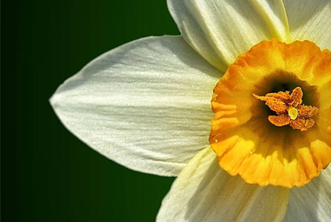 【抬頭飽覽滿樹櫻色，低頭細觀水仙靜好】