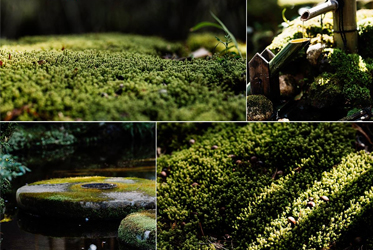 【一如無用之用，無可觀之處方有大觀】