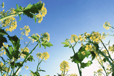 【沉浸、呼吸，數大便是美的油菜花生命力】