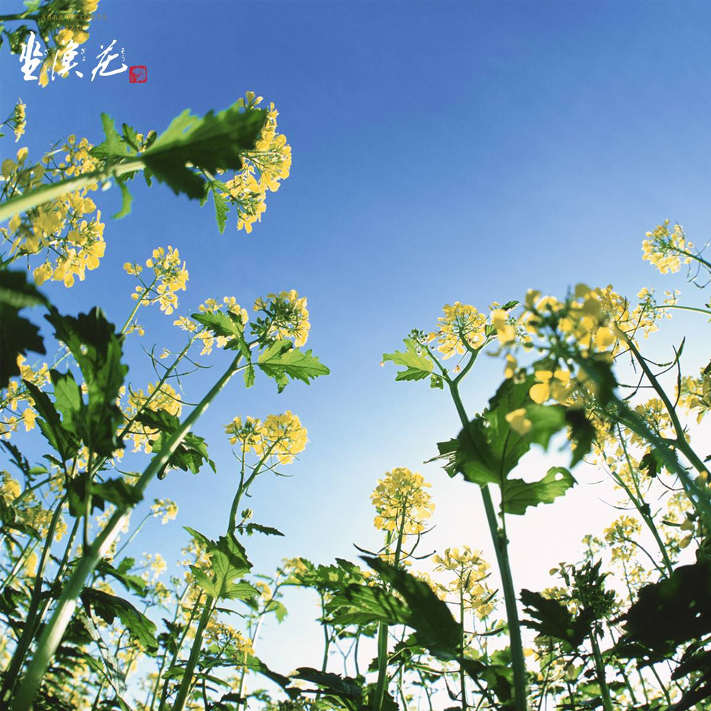 沉浸、呼吸，數大便是美的油菜花生命力