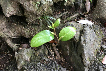 《小梅研習日記》