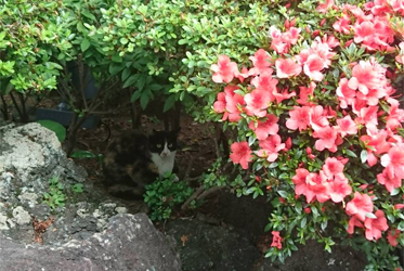 ABBA坐漁莊的新保全裝置