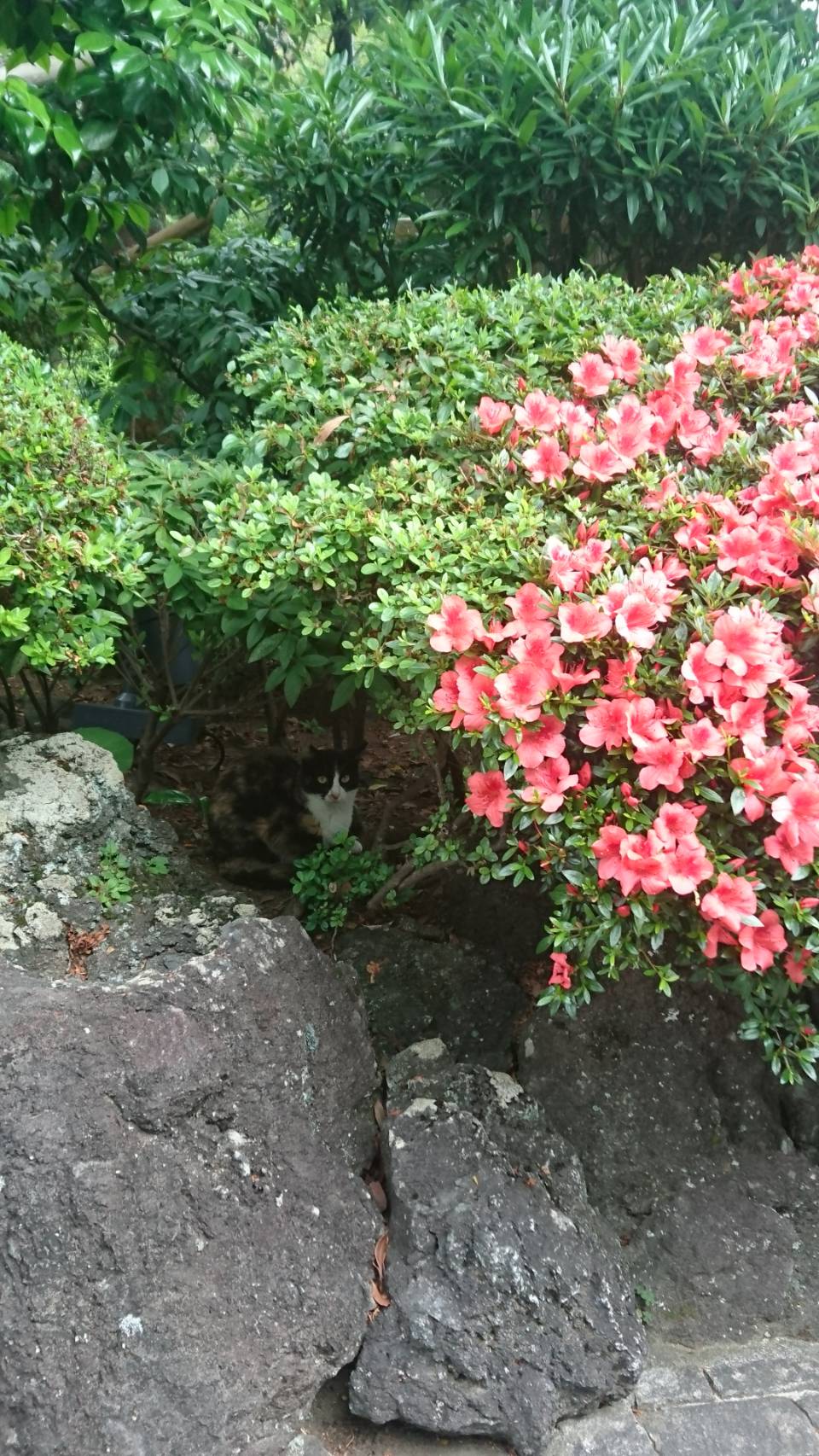 ABBA坐漁莊的新保全裝置