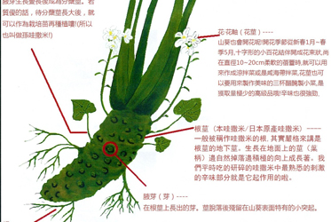 《I Love 哇撒米！》系列之-原來你就是可愛的哇撒米！