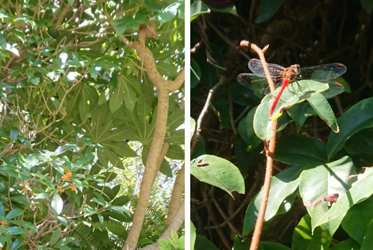 《坐漁莊の一角》