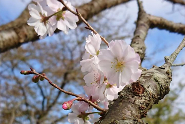 你見過秋天的櫻花嗎？