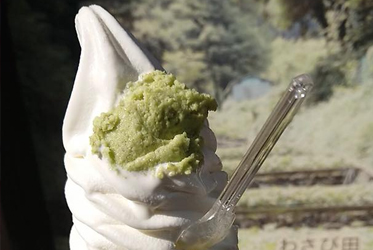 隱藏在濕地中的寶藏：天城越山葵的奧秘