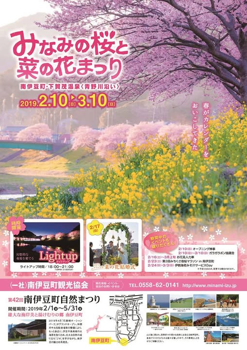 南伊豆的河津櫻賞櫻活動時間