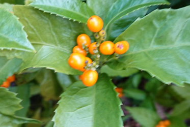 《佐久間先生的庭園故事：千兩萬兩在庭之隅》