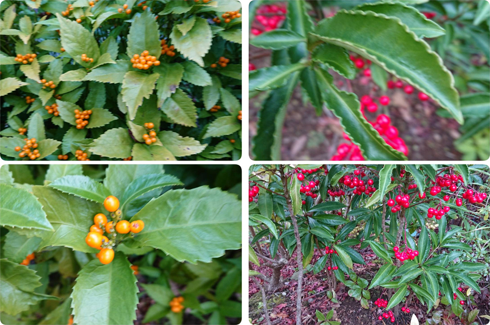 佐久間先生的庭園故事：千兩萬兩在庭之隅