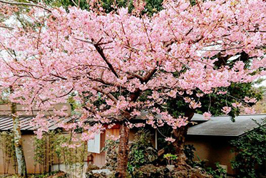 《矢田爺爺的櫻花報報》