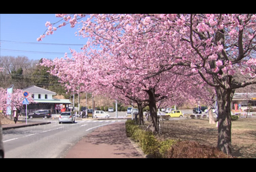 一起去《櫻之里》散步