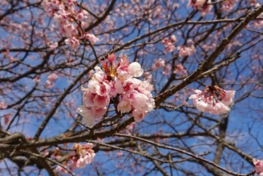 《矢田爺爺的櫻花報報》