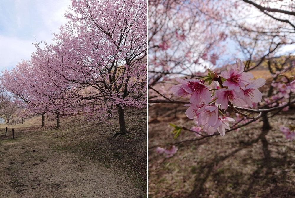 矢田爺爺的櫻花報報